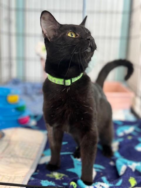 Enlarge Jordon, an adopted Domestic Short Hair in Warren, OH image 4/4