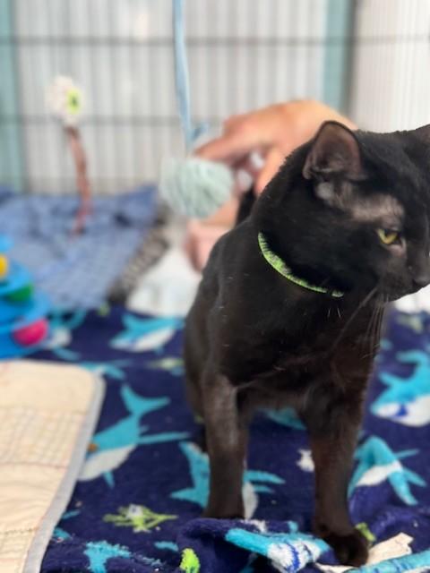 Enlarge Jordon, an adopted Domestic Short Hair in Warren, OH image 2/4