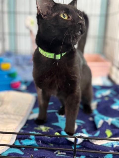 Enlarge Jordon, an adopted Domestic Short Hair in Warren, OH image 3/4