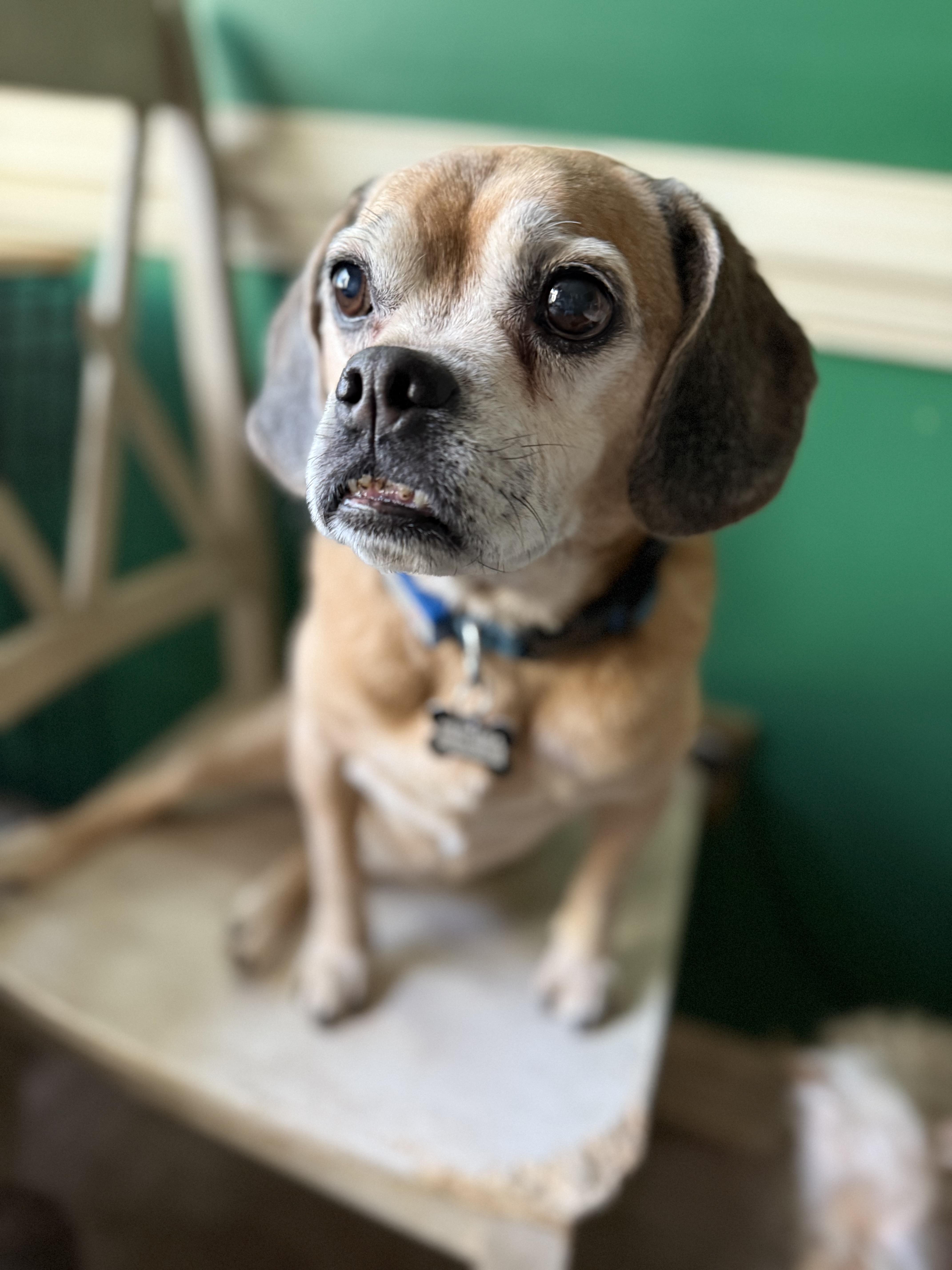 Jax, Adoptable, Senior Male Pug.