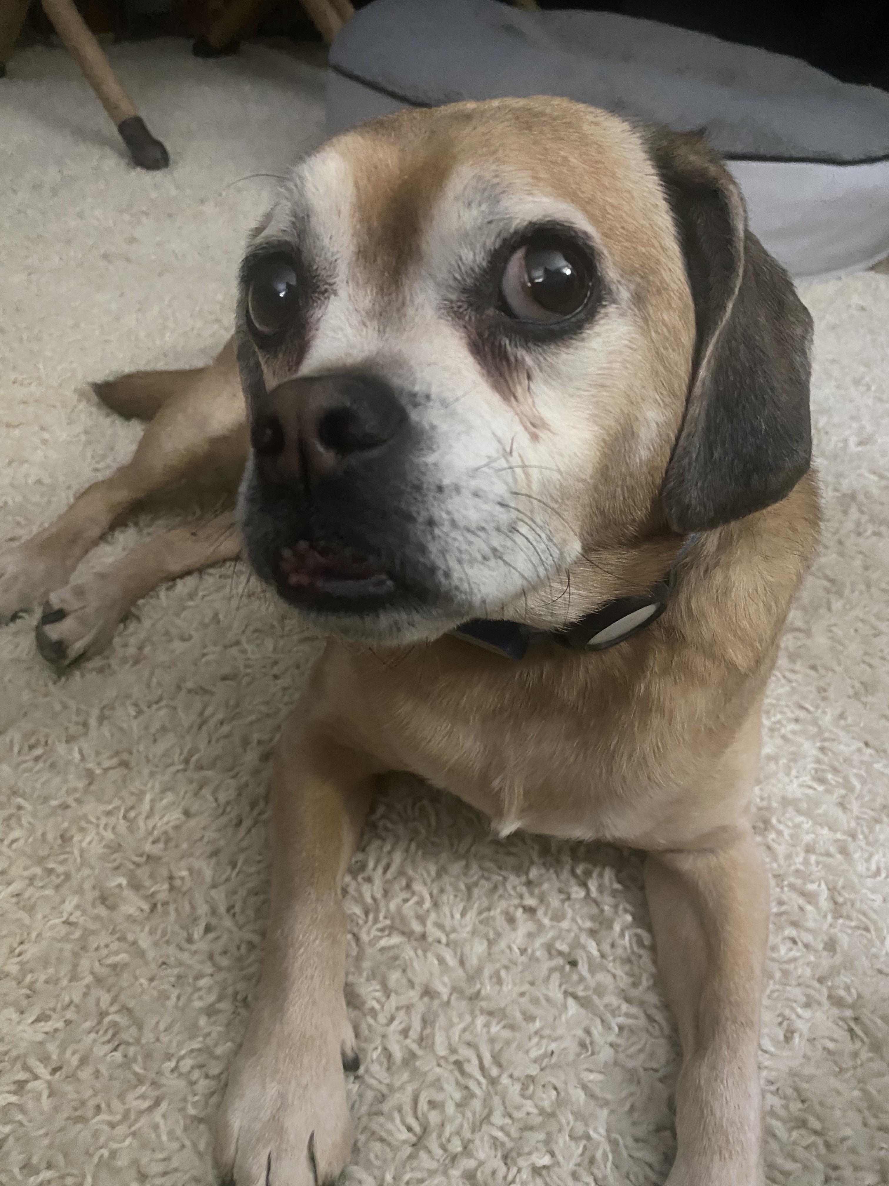 Enlarge Jax, a Adoptable mixed breed in Raleigh, NC image 2/6