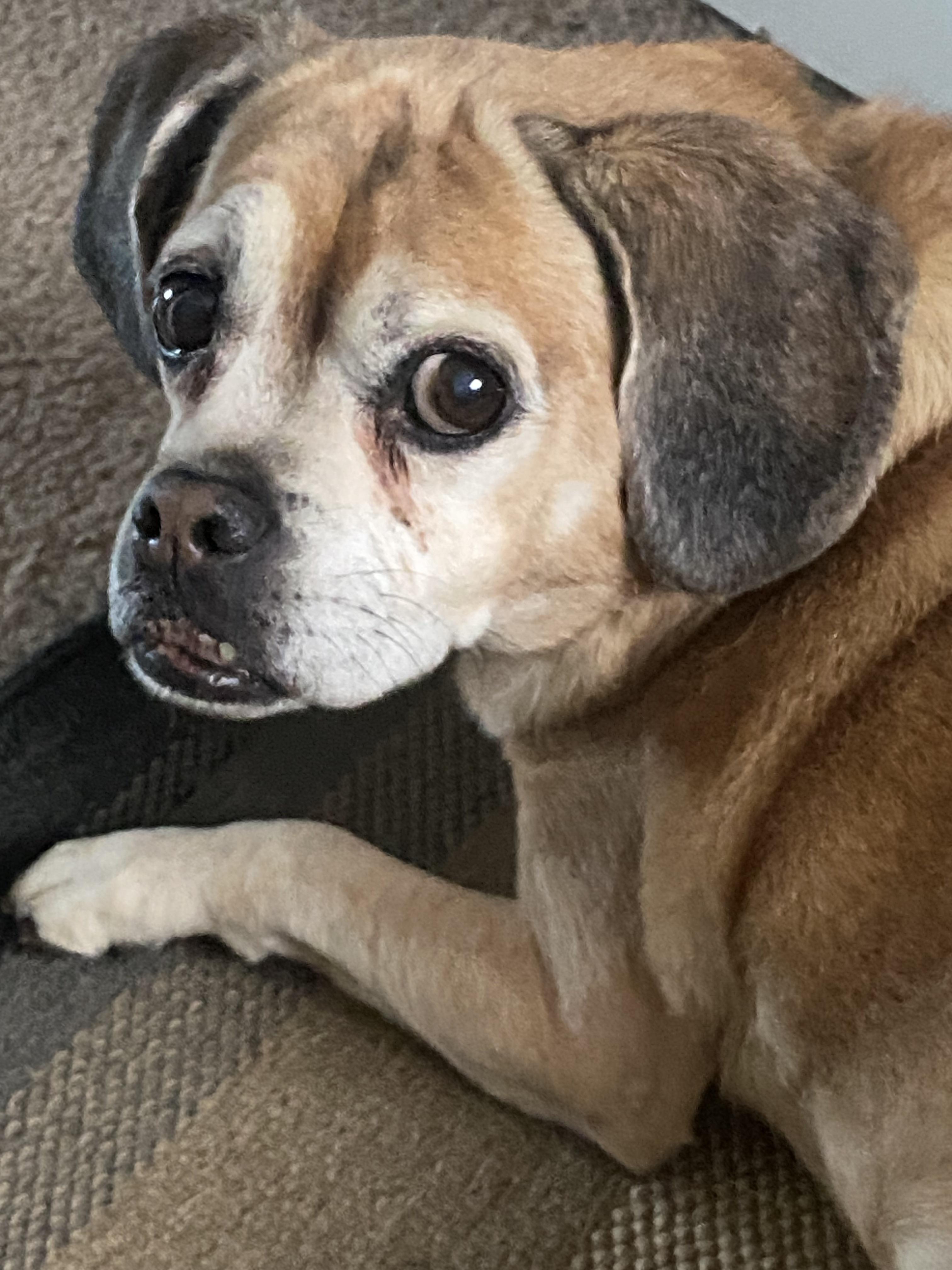 Enlarge Jax, a Adoptable mixed breed in Raleigh, NC image 3/6