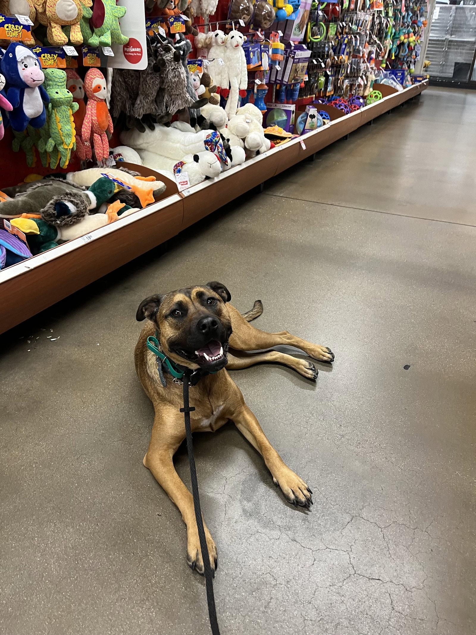 Nalla (Courtesy), Adoptable, Adult Female Pit Bull Terrier.