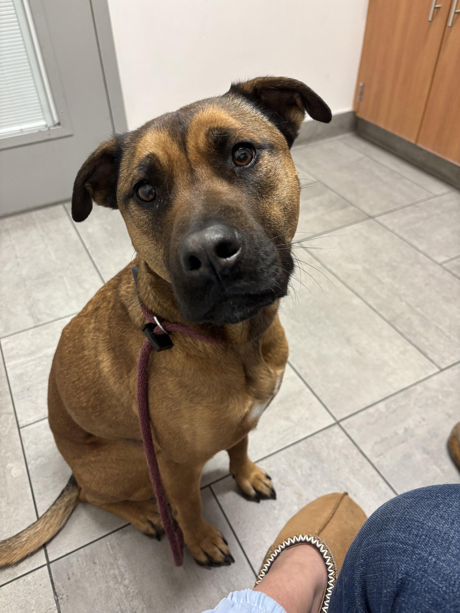 Enlarge Nalla (Courtesy), a Adoptable Pit Bull Terrier in Aurora, CO image 2/3