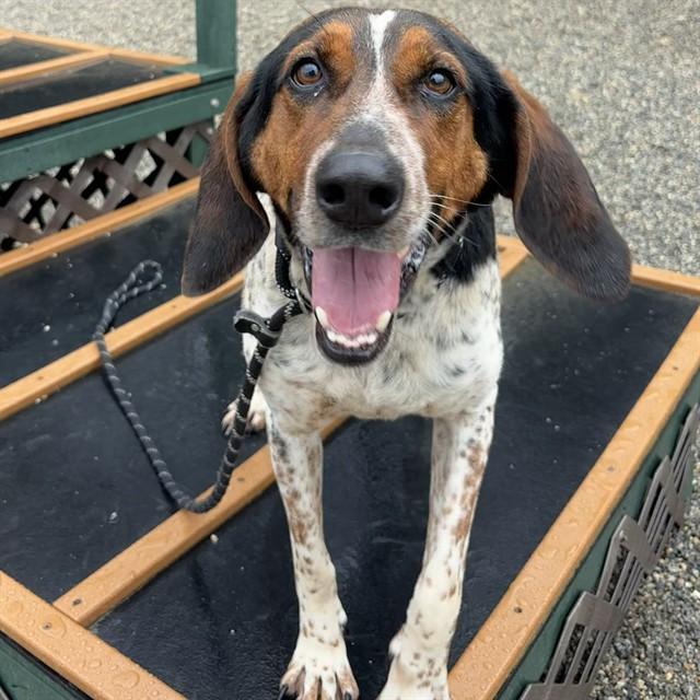 DARYL, Adoptable, Adult Male Bloodhound.