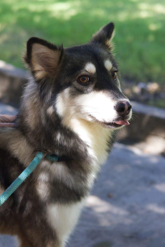 Yelena, Adopted, Young Female Husky.