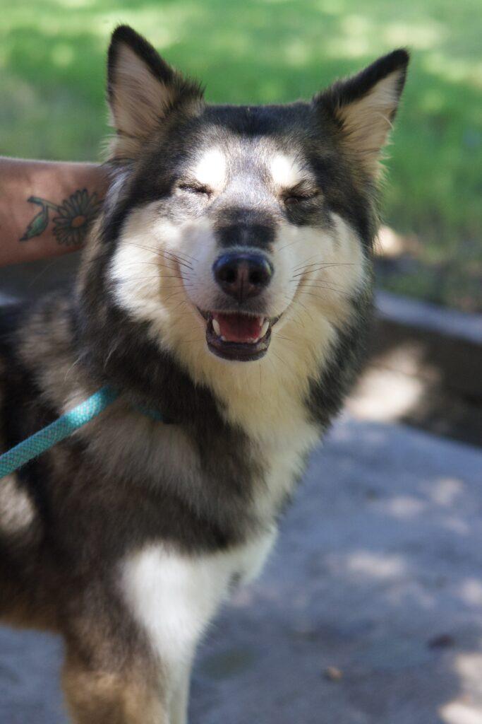 Enlarge Yelena, a Adopted Husky in Glendale, AZ image 3/3