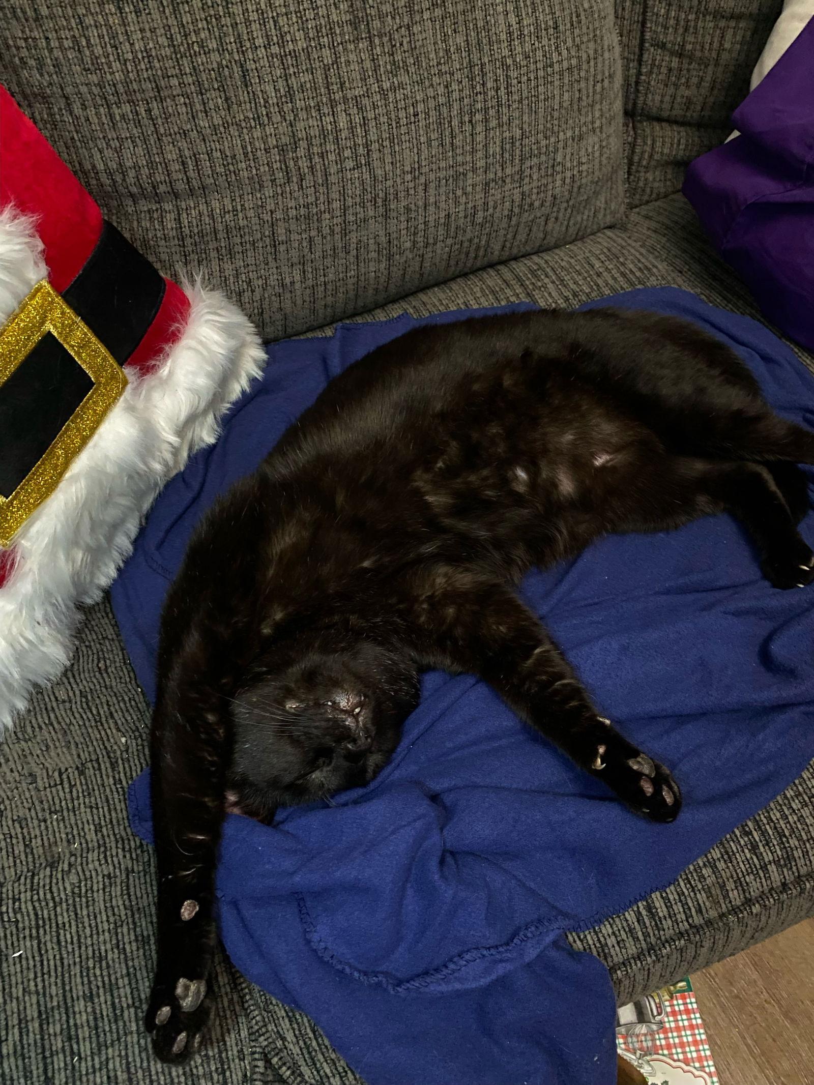 Midnight, Adopted, Adult Male Domestic Short Hair.