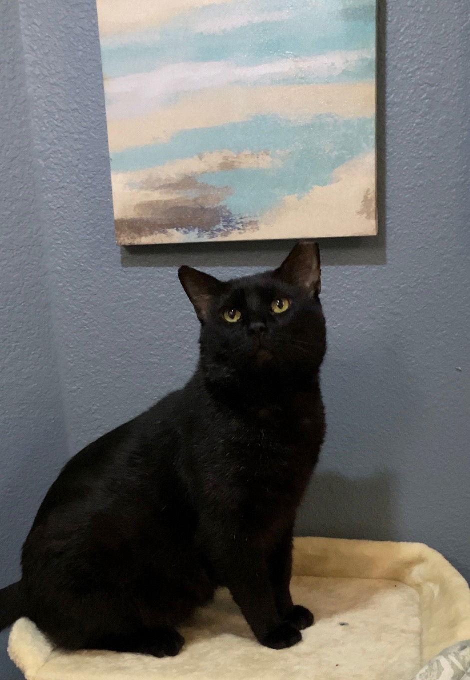 Enlarge Midnight, a Adopted Domestic Short Hair in San Jose, CA image 2/3