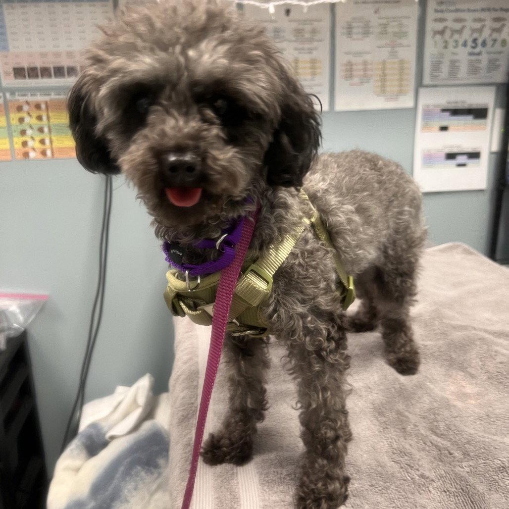 Enlarge Dior, a Adopted Poodle in New Castle, DE image 2/2