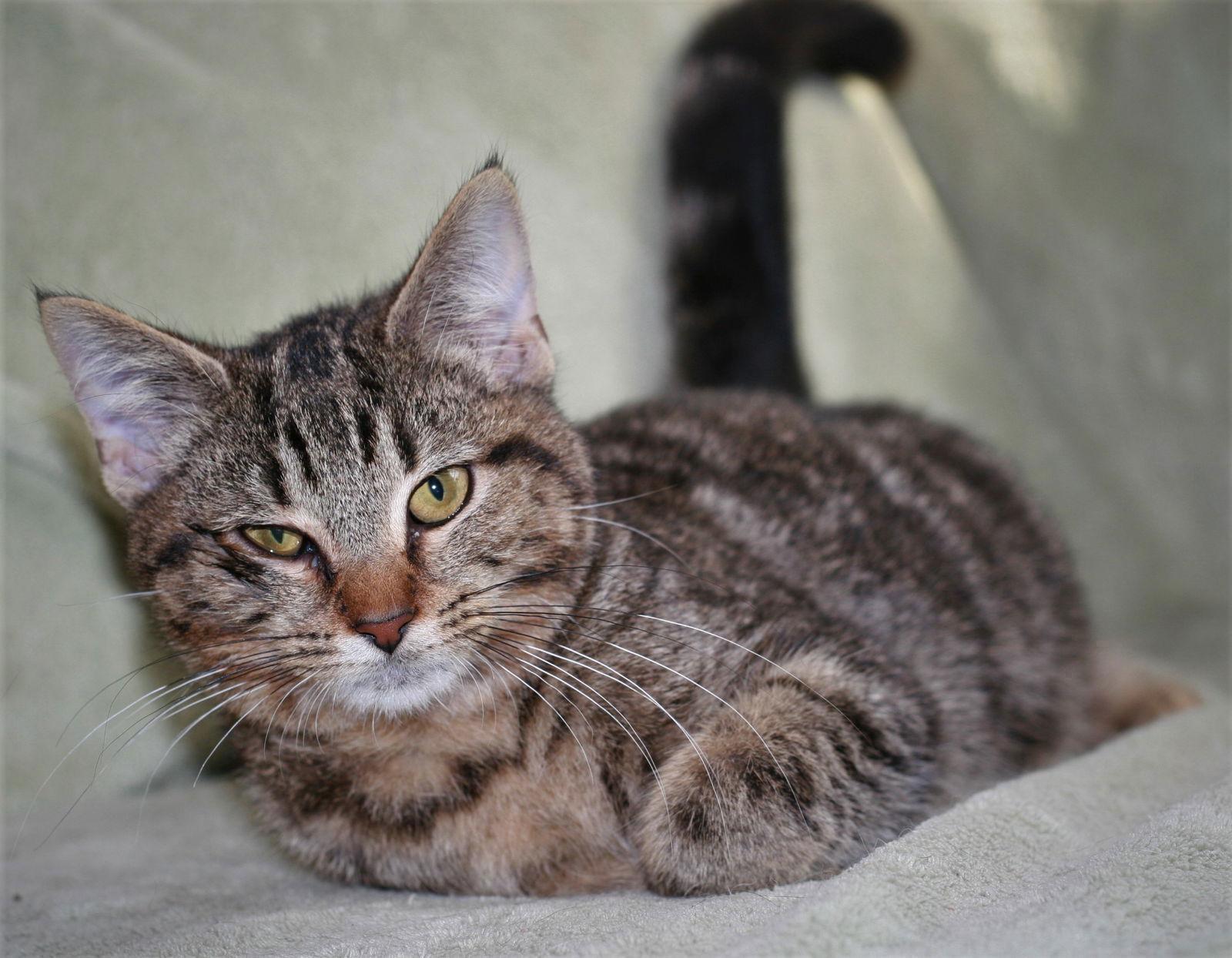 Peppa, a Adoptable mixed breed in Attalla, AL image 1/3