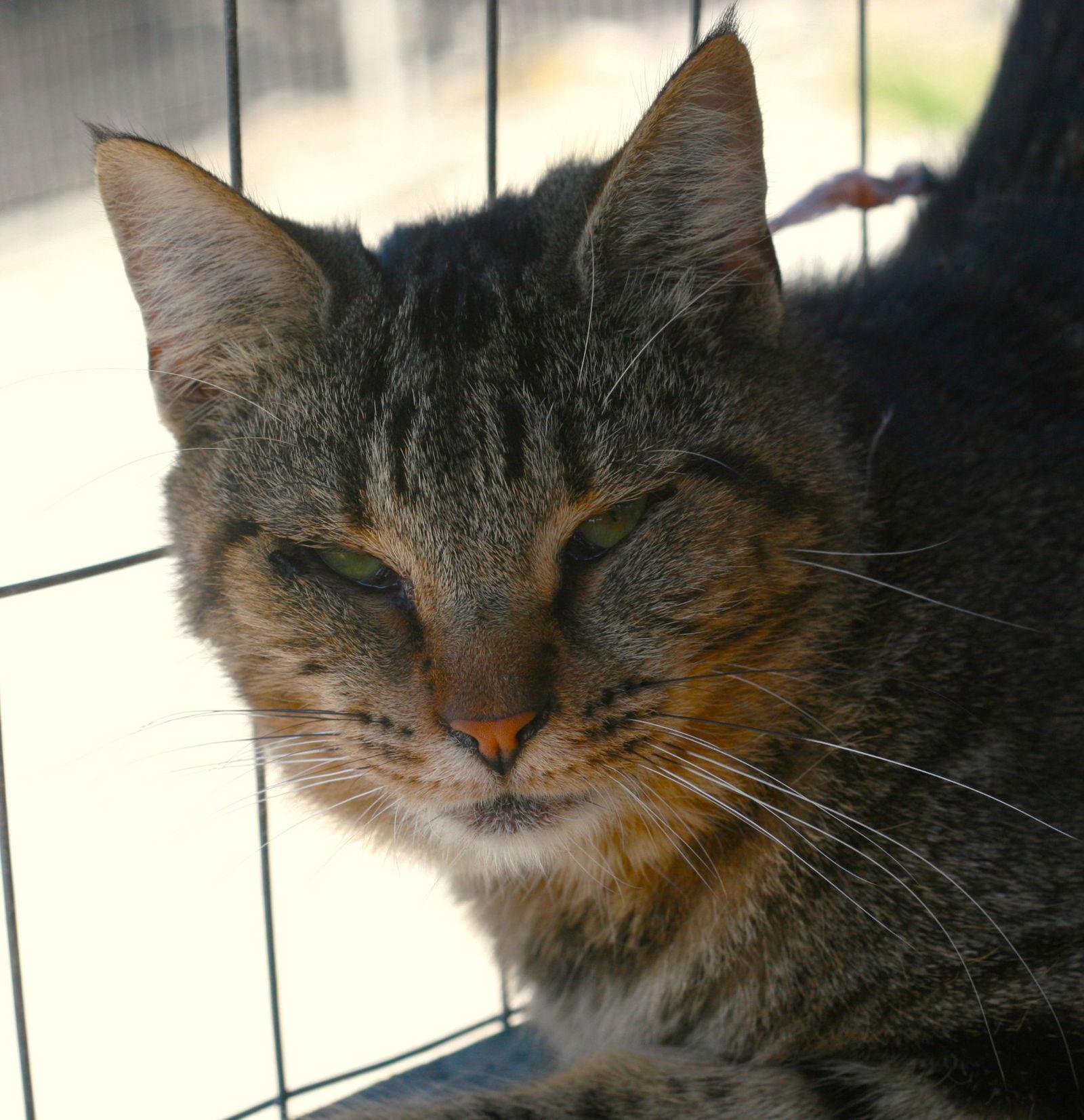 Peppa, a Adoptable mixed breed in Attalla, AL image 2/3