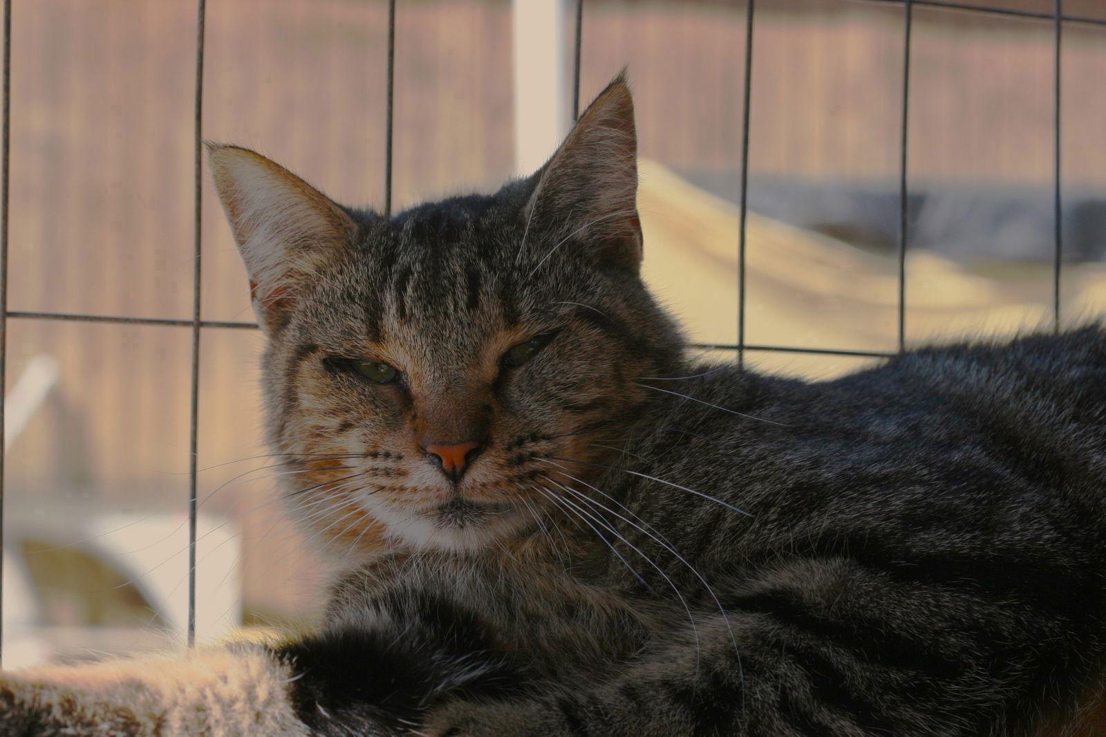Peppa, a Adoptable mixed breed in Attalla, AL image 3/3