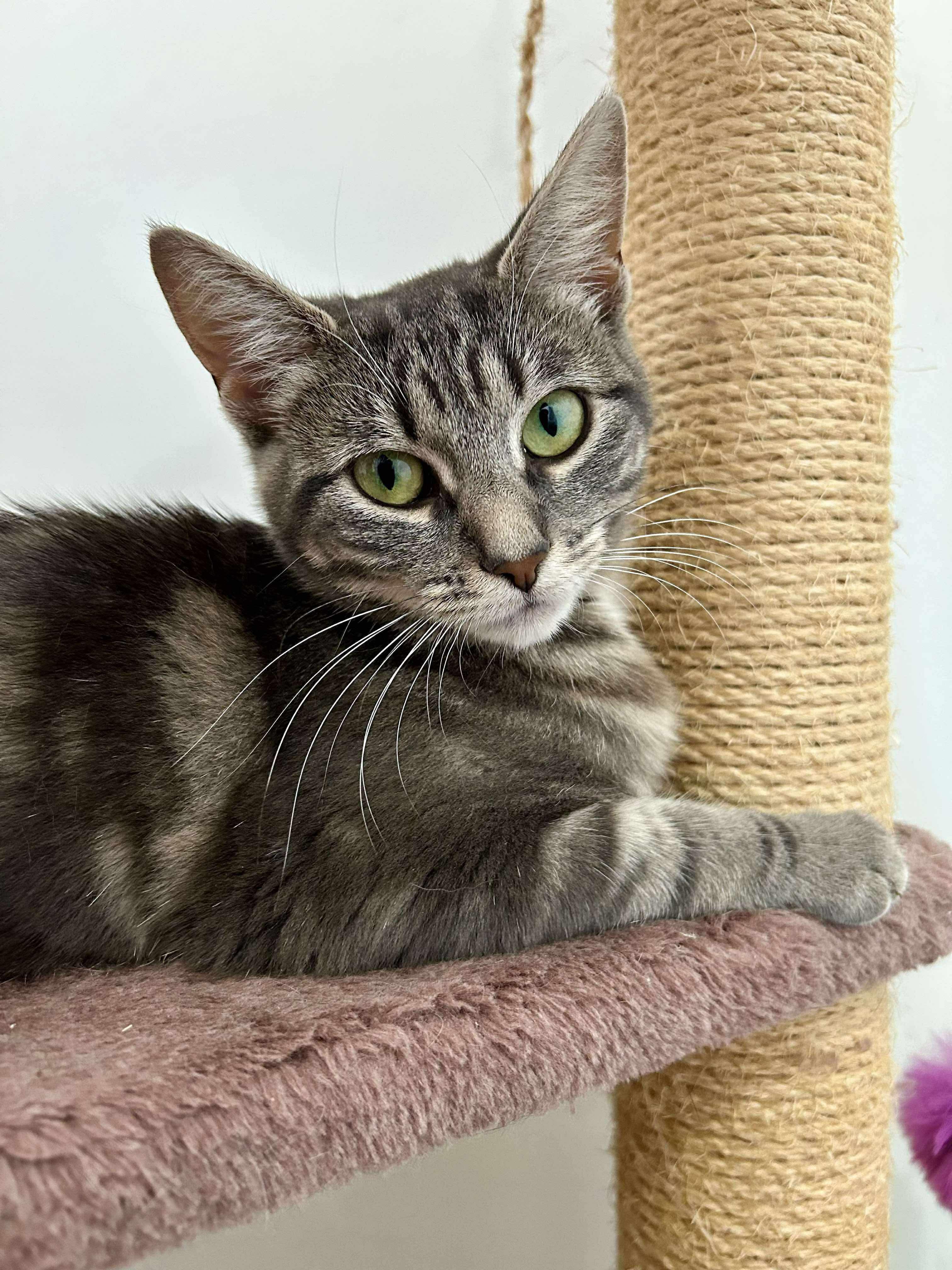 Enlarge Munchkin Mae, a Adoptable Domestic Short Hair in Manchester, CT image 1/1