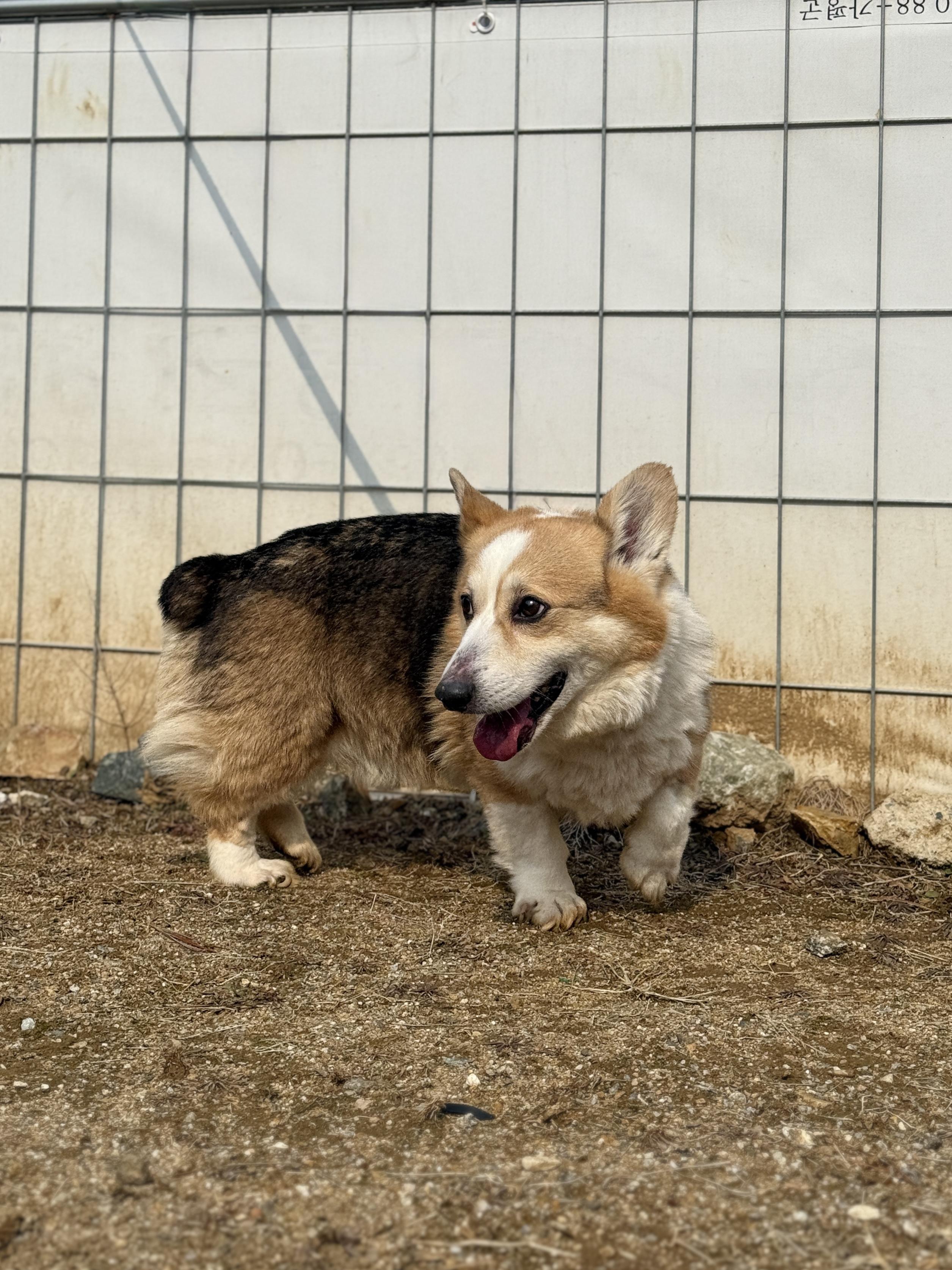 Enlarge Wally, a ADOPTABLE Pembroke Welsh Corgi in Centreville, VA image 4/6