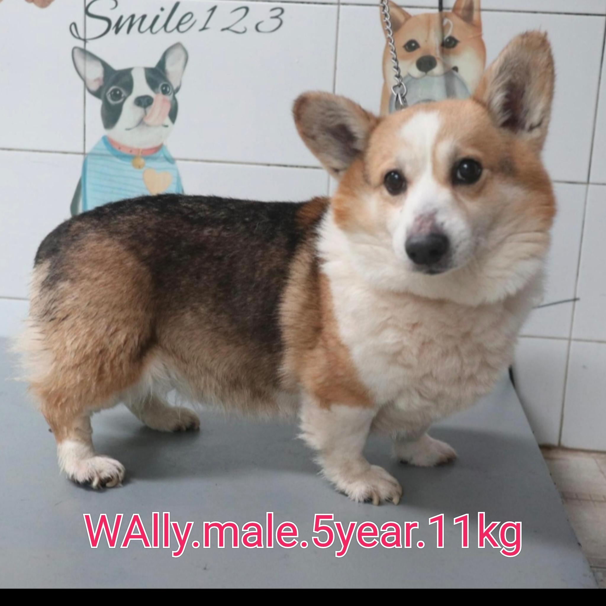 Wally, ADOPTABLE, Adult Male Pembroke Welsh Corgi.