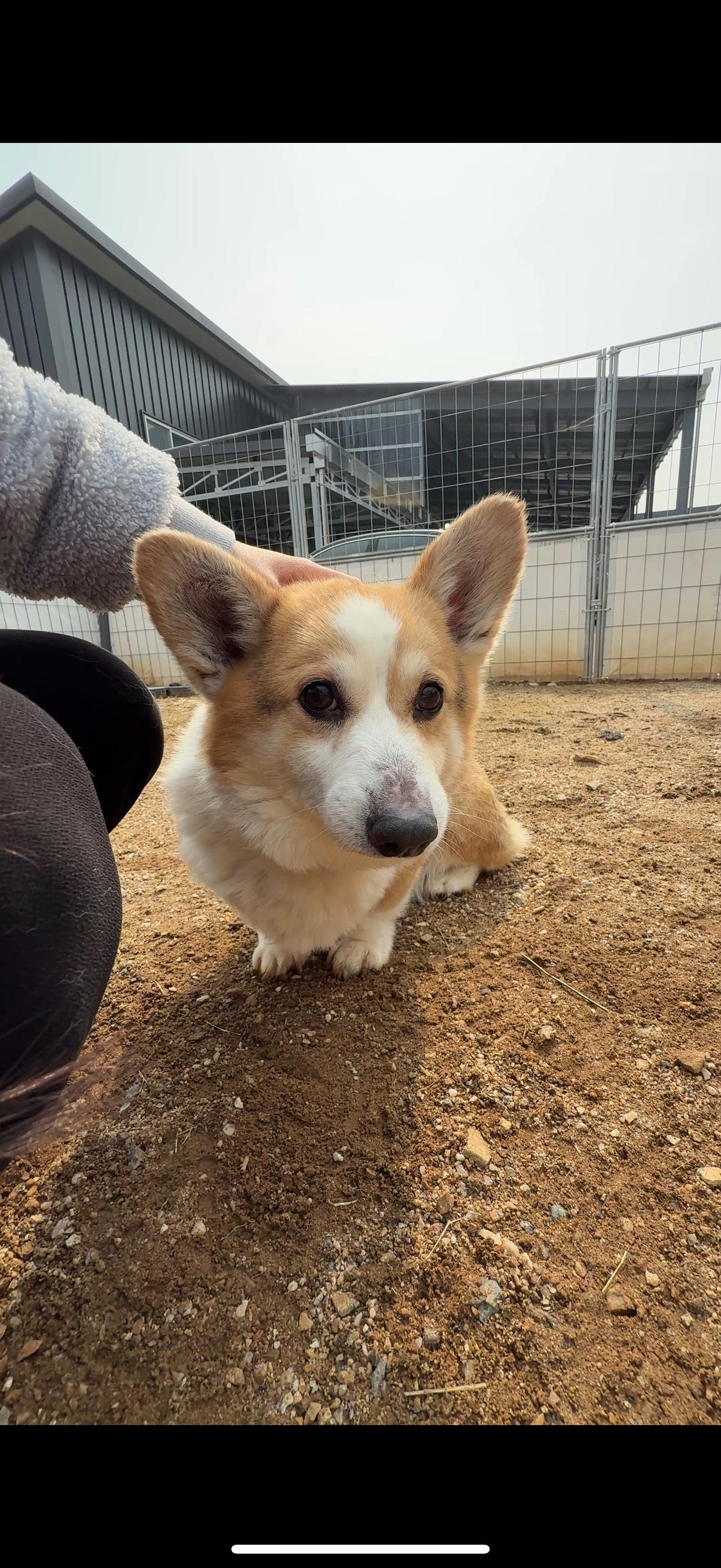 Enlarge Wally, a ADOPTABLE Pembroke Welsh Corgi in Centreville, VA image 3/6