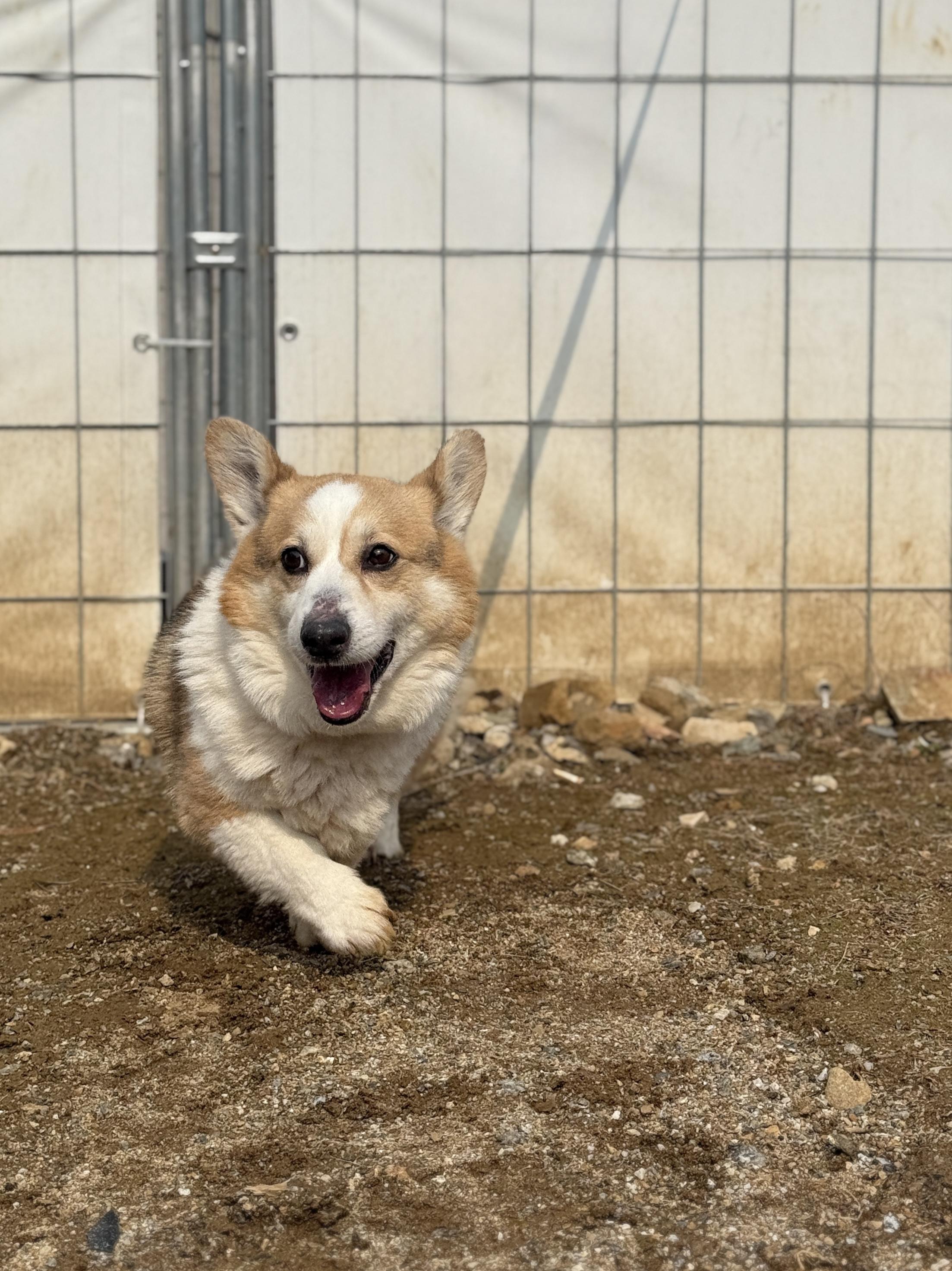 Enlarge Wally, a ADOPTABLE Pembroke Welsh Corgi in Centreville, VA image 2/6
