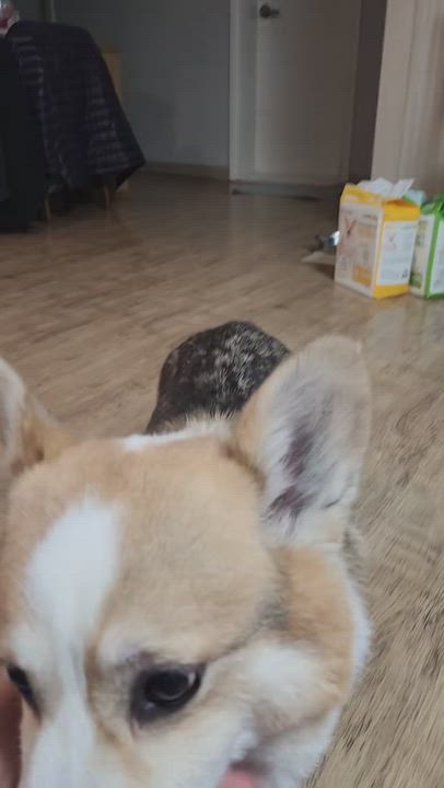 Enlarge Wally, a ADOPTABLE Pembroke Welsh Corgi in Centreville, VA video 5/6