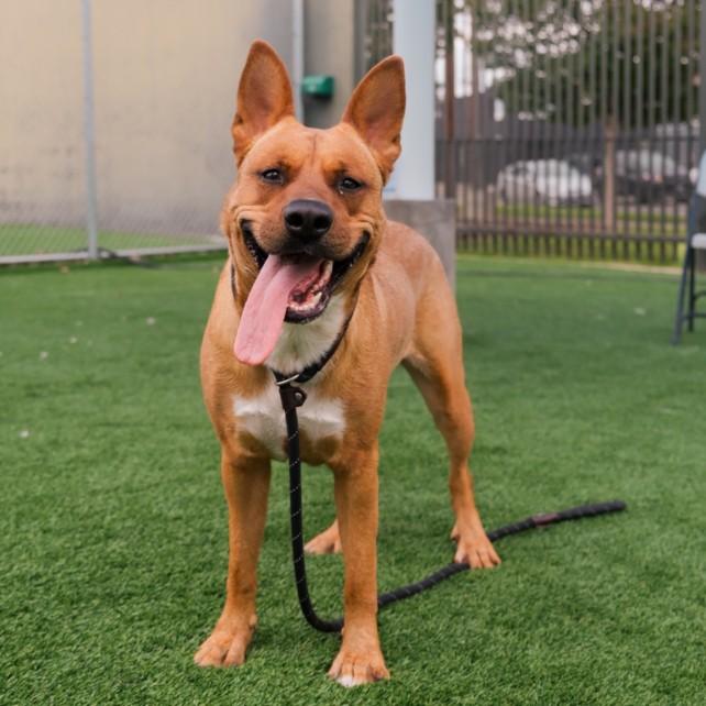 Enlarge BACON, a Adoptable German Shepherd Dog in Los Angeles, CA image 1/1