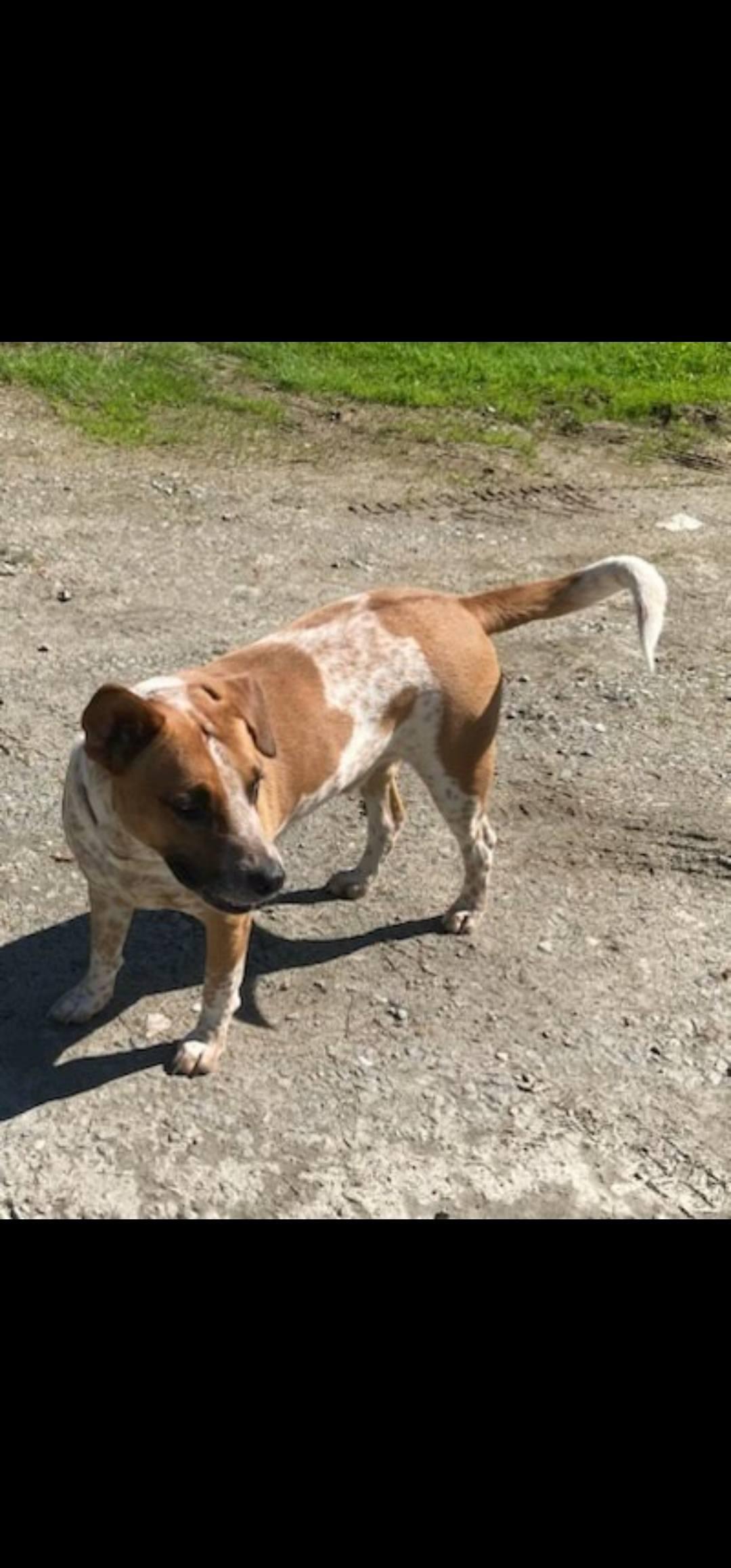 Enlarge Rosco, a Adoptable mixed breed in Bristol, VT image 2/4