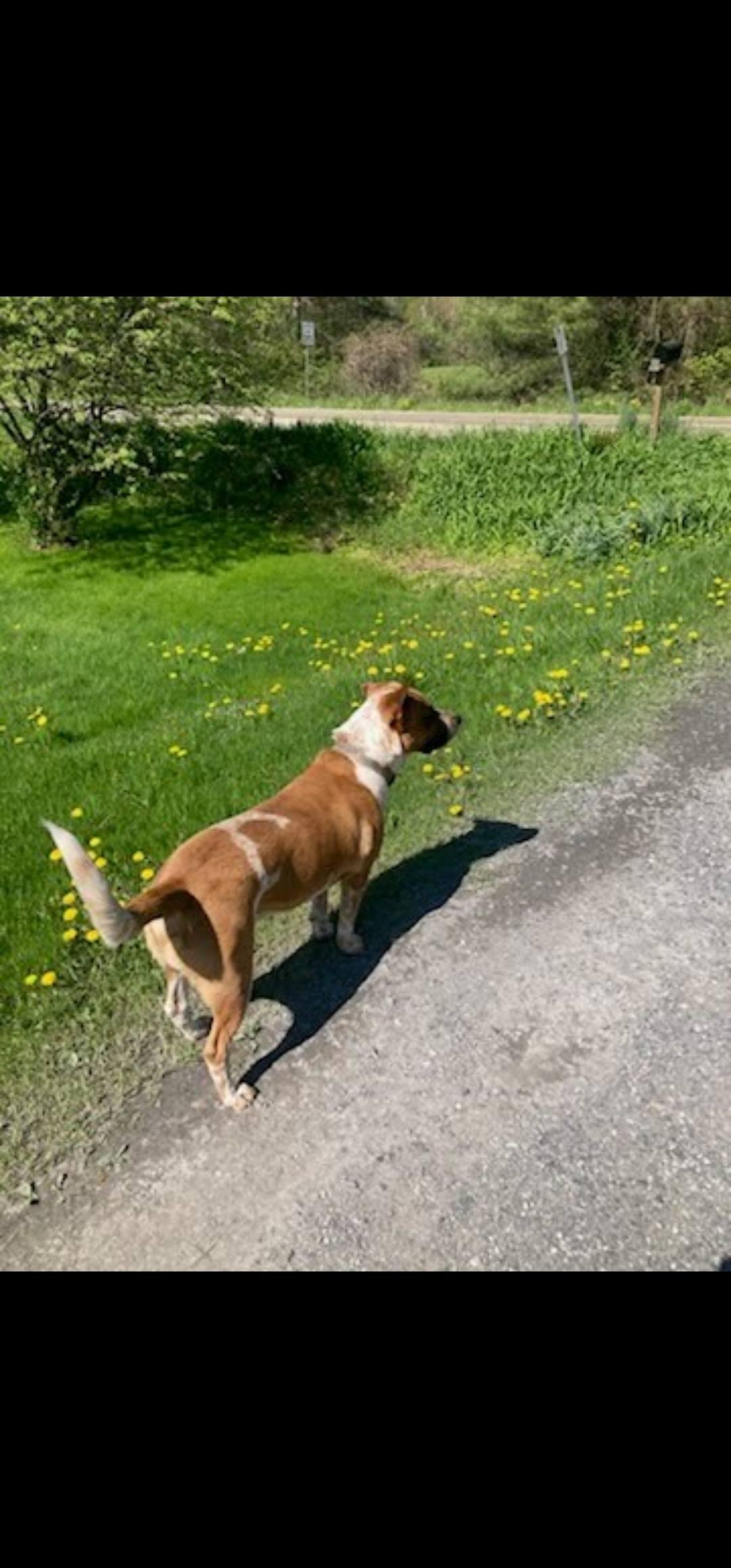 Enlarge Rosco, a Adoptable mixed breed in Bristol, VT image 4/4