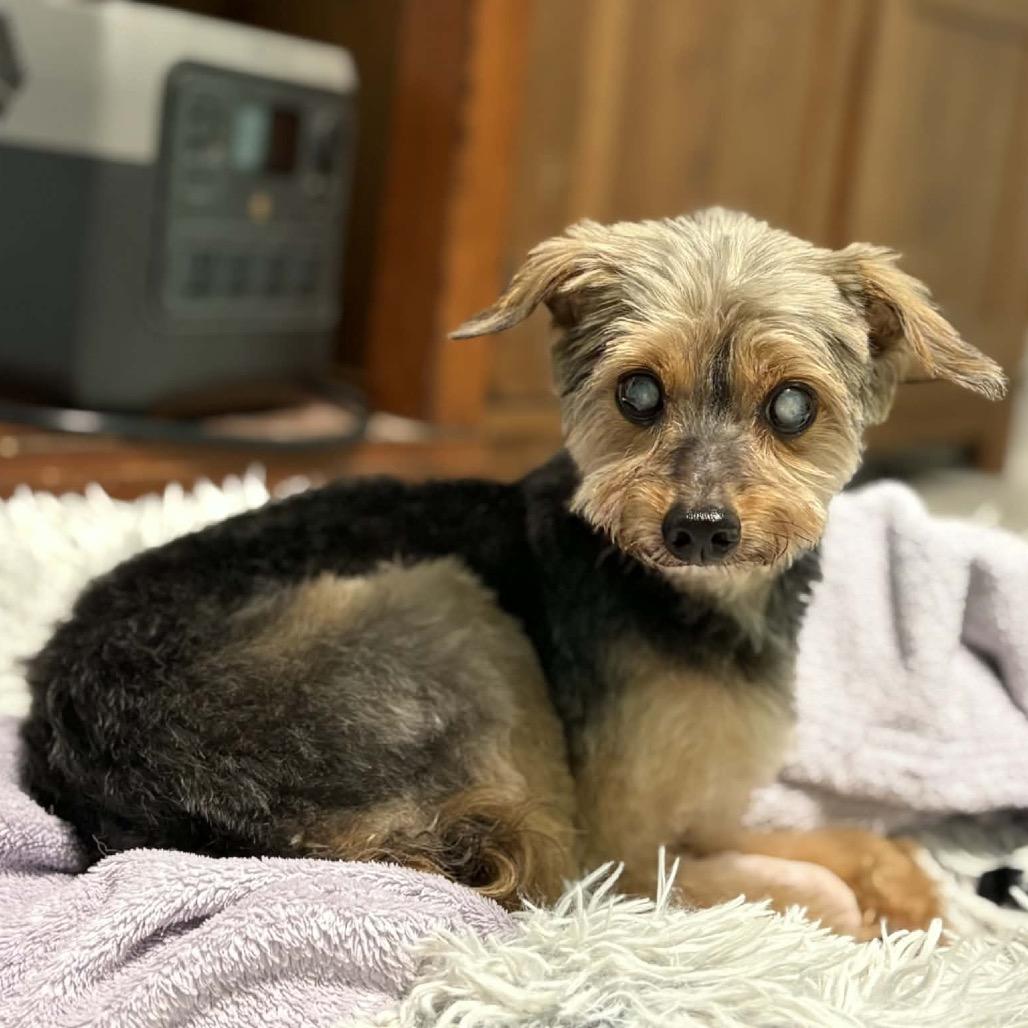 Enlarge Stanley, a Adoptable Yorkshire Terrier in Lutz, FL image 1/4