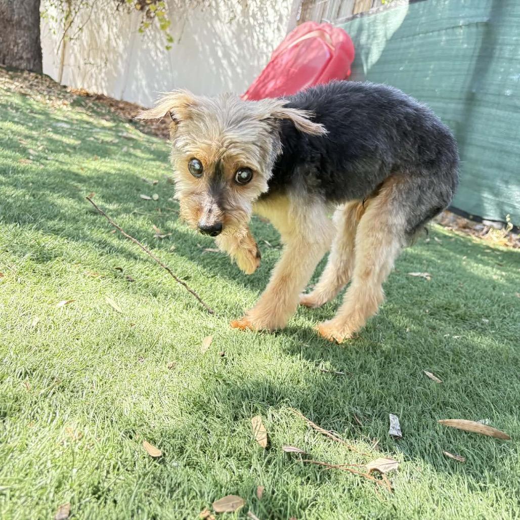 Enlarge Stanley, a Adoptable Yorkshire Terrier in Lutz, FL image 2/4