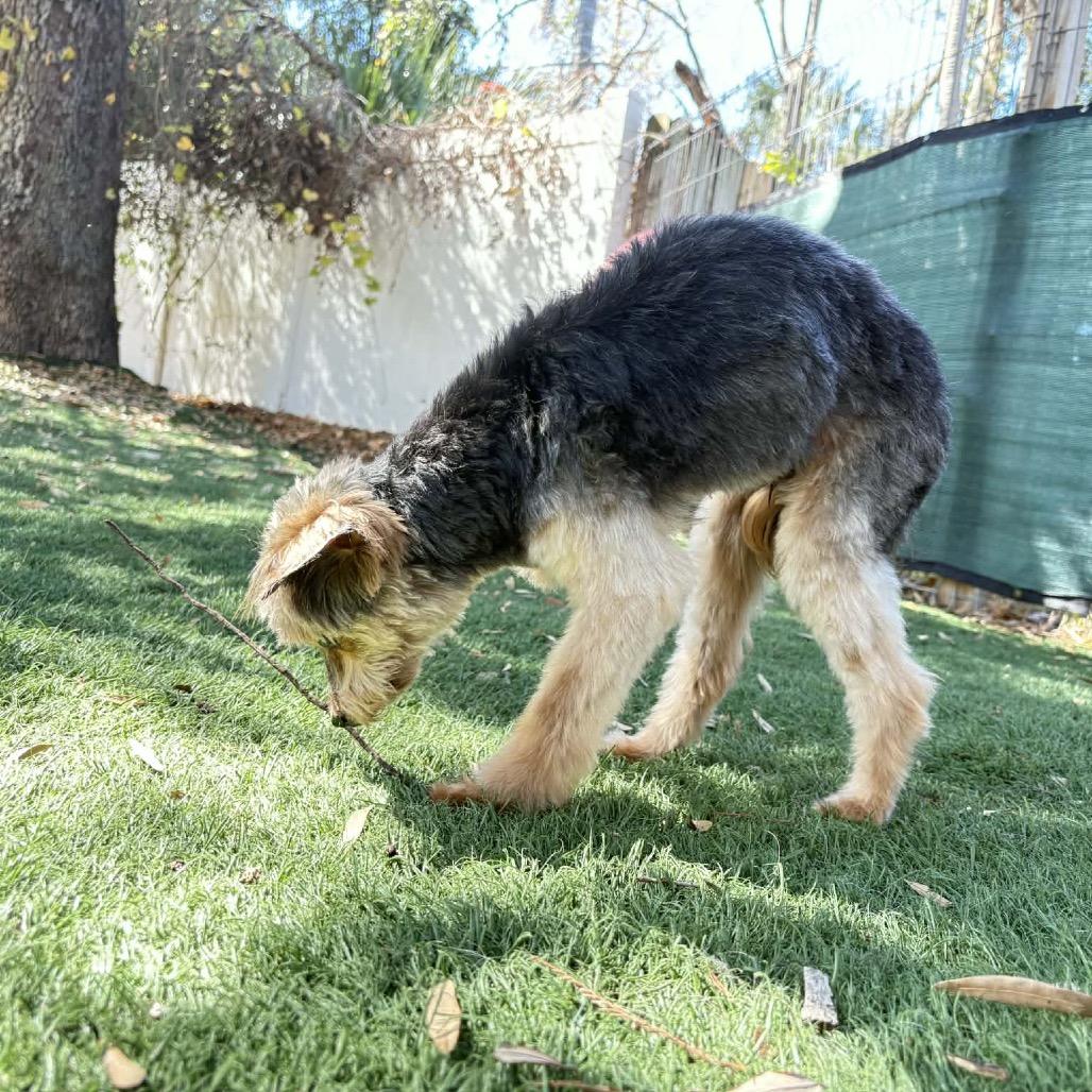Enlarge Stanley, a Adoptable Yorkshire Terrier in Lutz, FL image 3/4
