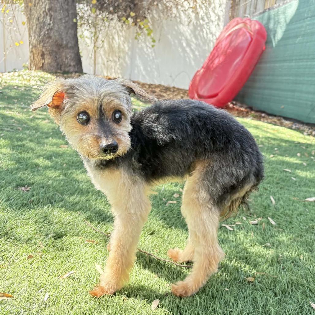 Enlarge Stanley, a Adoptable Yorkshire Terrier in Lutz, FL image 4/4