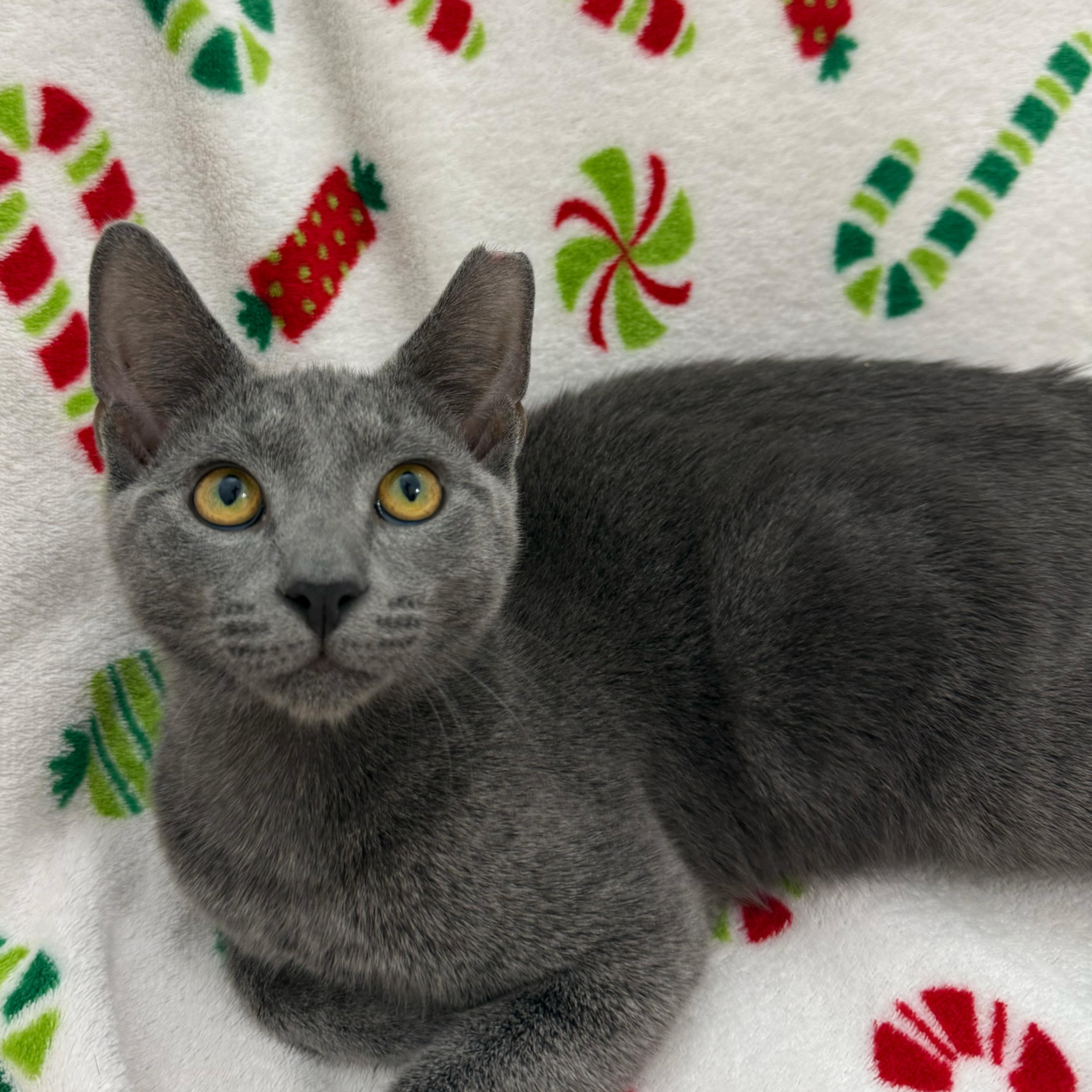 Enlarge Tinsel, an adopted Domestic Short Hair in Quogue, NY image 4/5