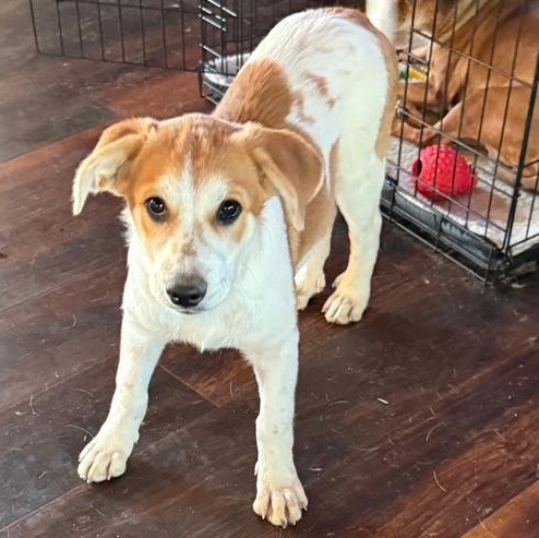 Mango (Fruit Litter)