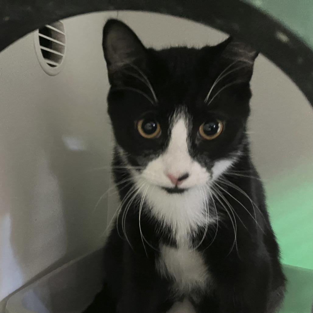 Michael (& Chidi) - Bonded Pair, Adoptable, Young Male Domestic Short Hair.