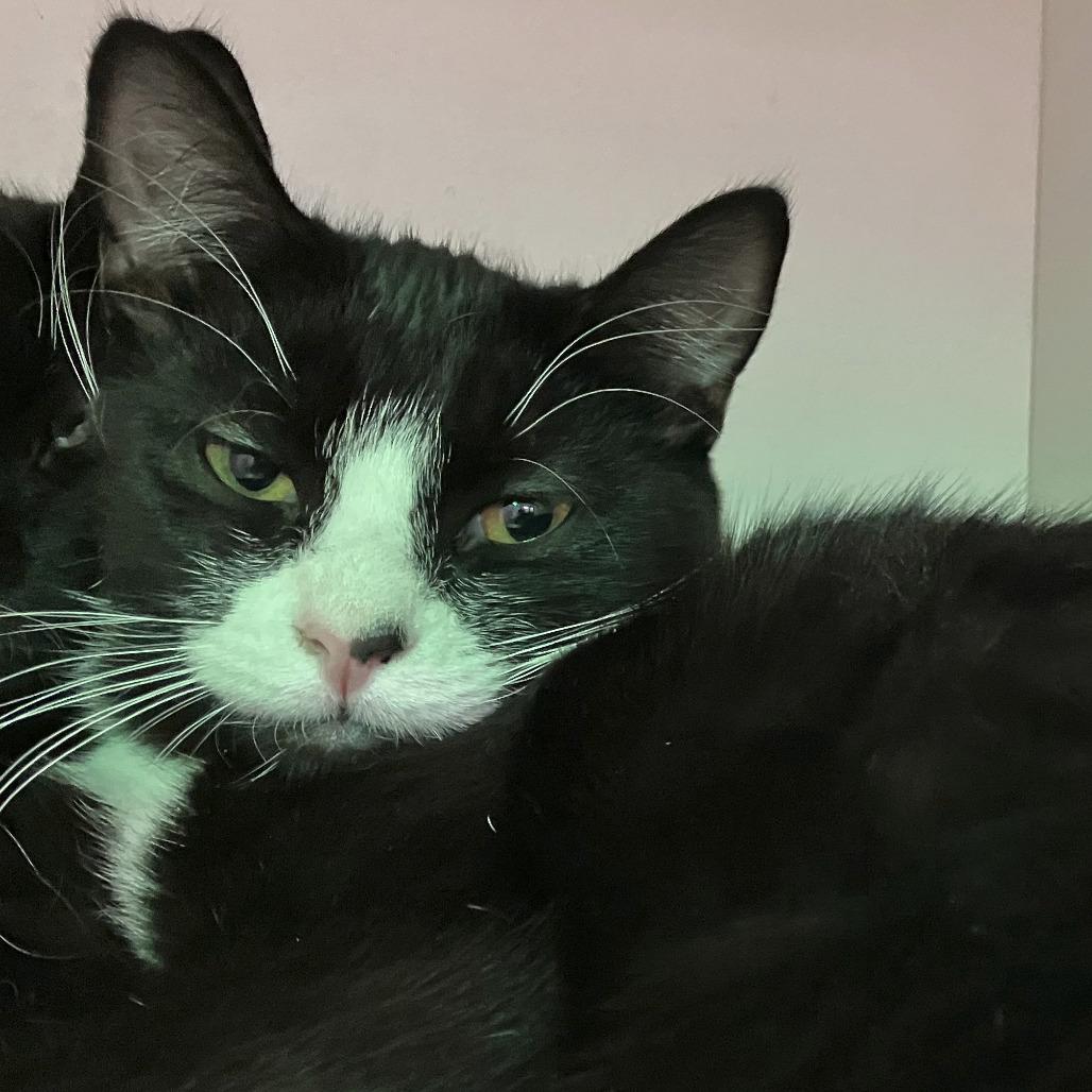 Enlarge Michael (& Chidi) - Bonded Pair, a Adoptable Domestic Short Hair in Oak Park, IL image 2/4