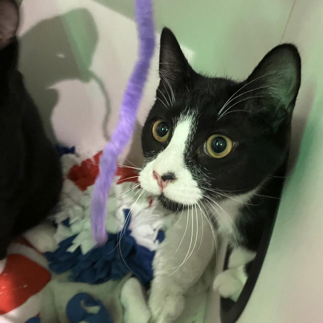 Enlarge Michael (& Chidi) - Bonded Pair, a Adoptable Domestic Short Hair in Oak Park, IL image 3/4