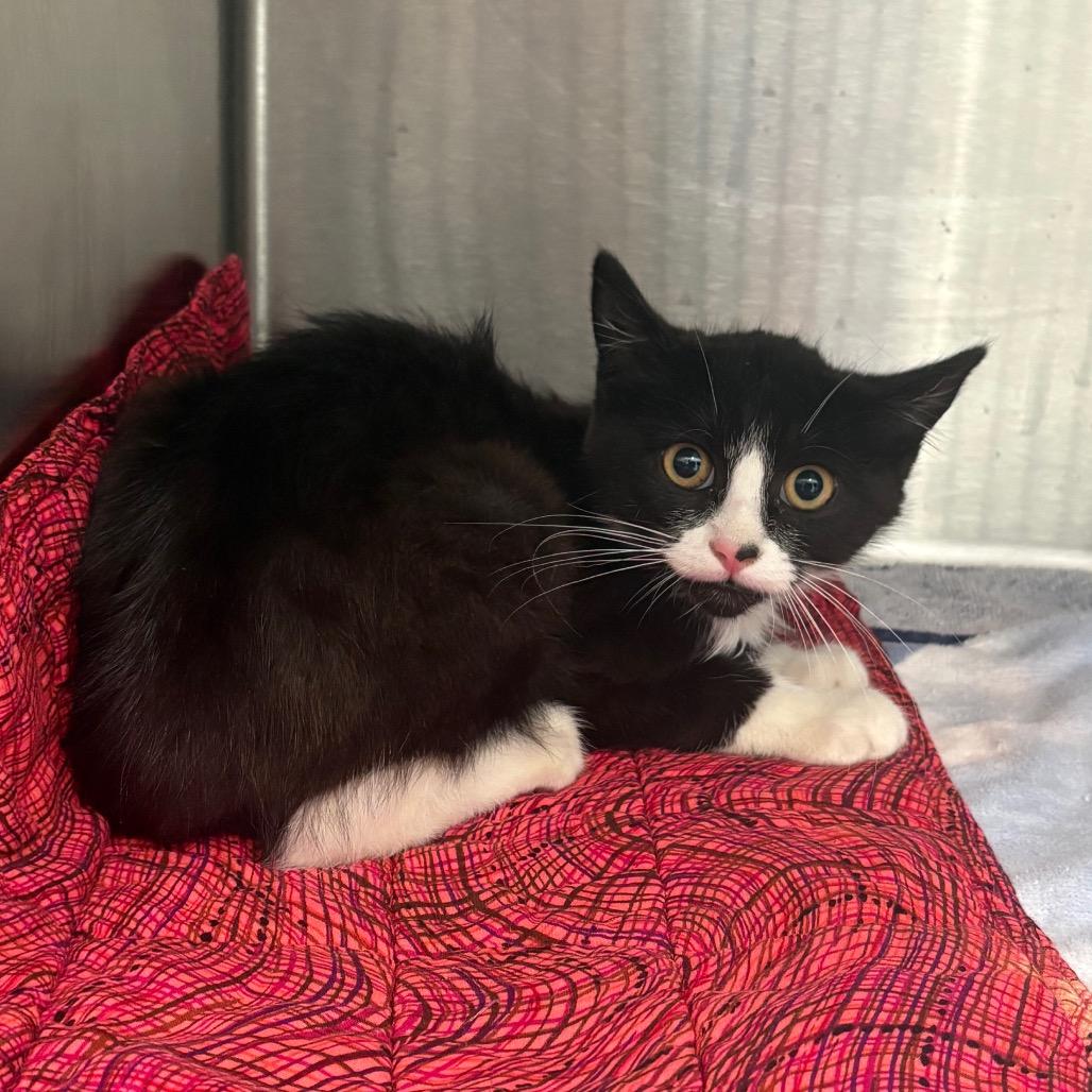 Enlarge Michael (& Chidi) - Bonded Pair, a Adoptable Domestic Short Hair in Oak Park, IL image 4/4