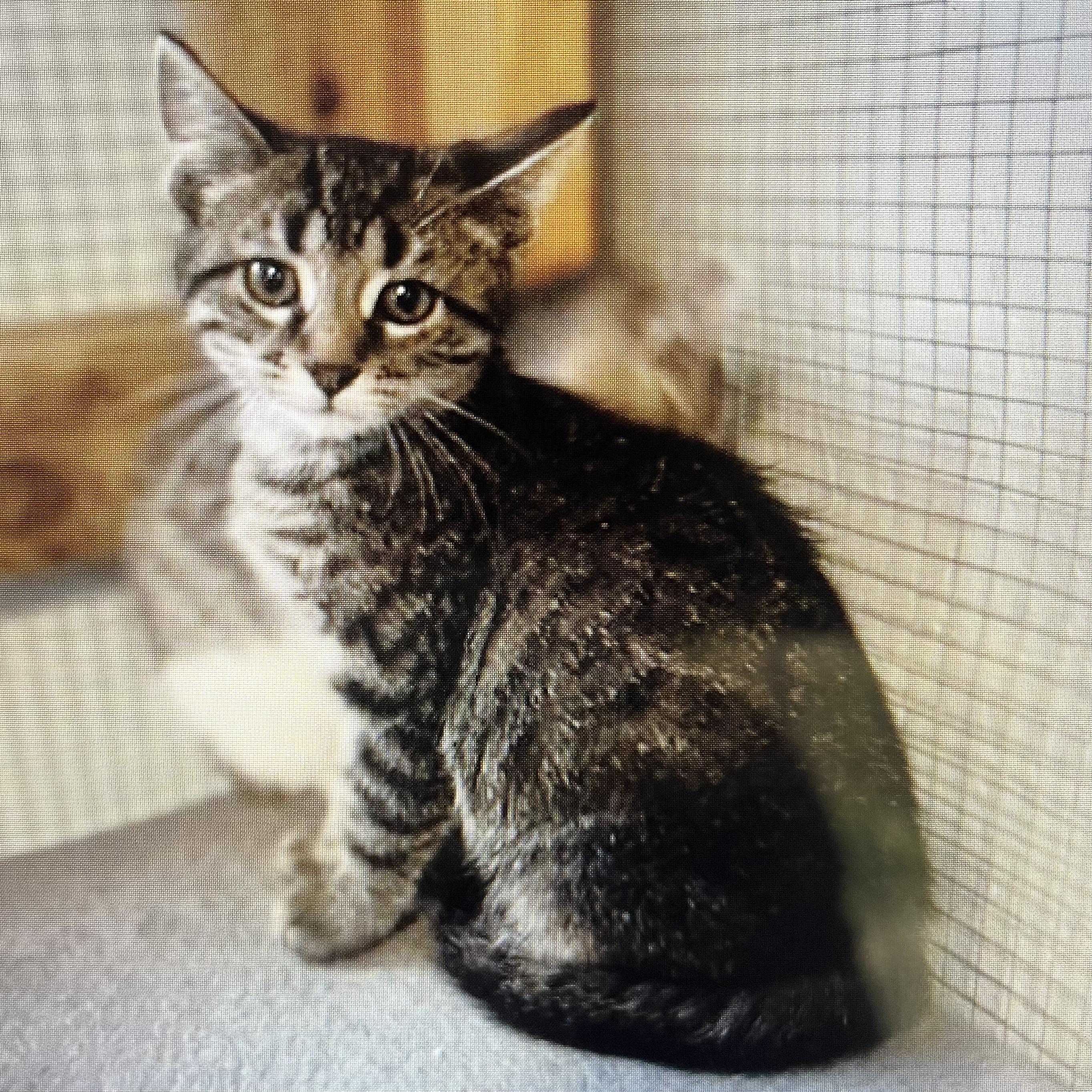 Enlarge Smore - Adorable and playful kitten, a Adoptable Domestic Short Hair in Hales Corners, WI image 2/5