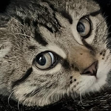 Enlarge Smore - Adorable and playful kitten, a Adoptable Domestic Short Hair in Hales Corners, WI image 5/5