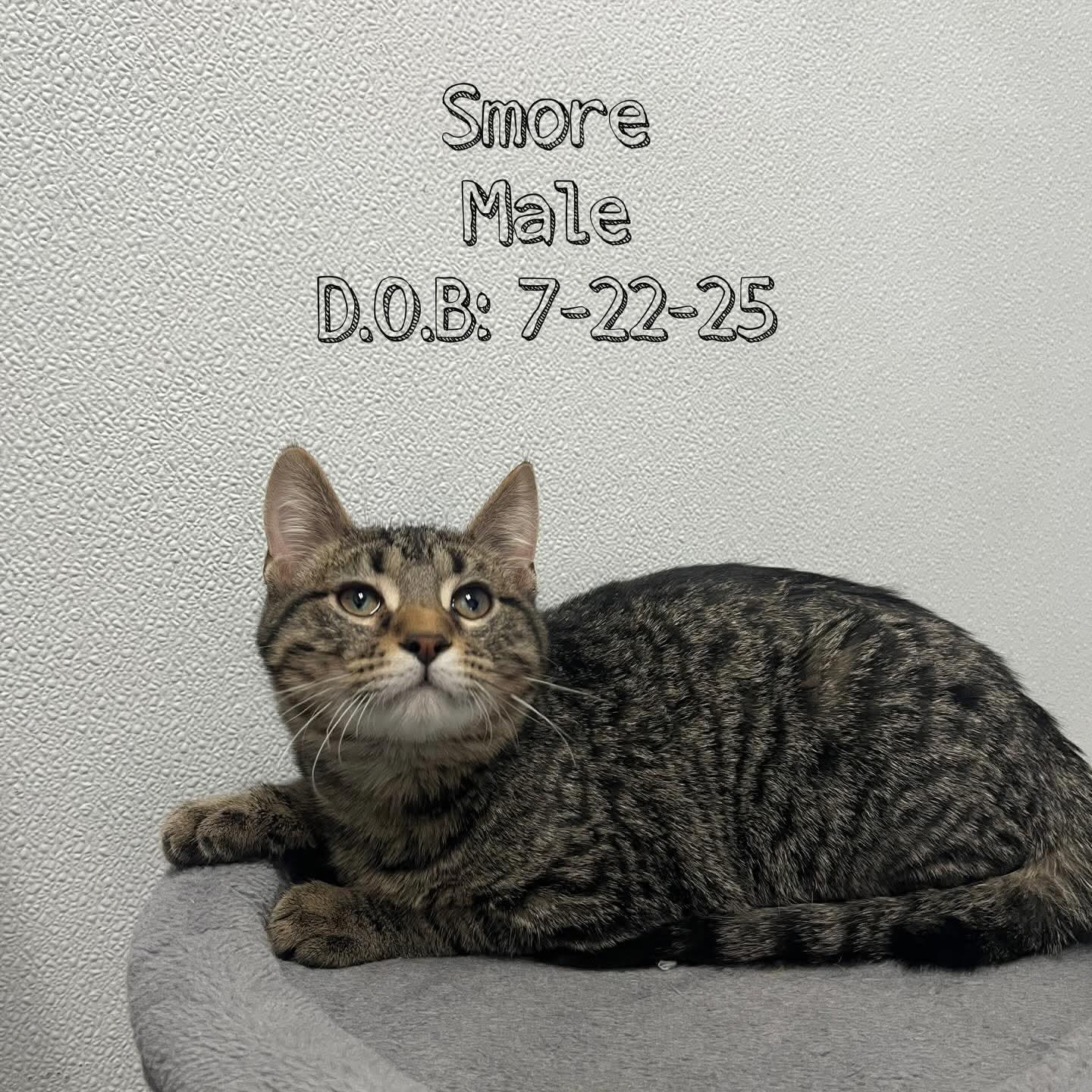 Smore - Adorable and playful kitten, Adoptable, Kitten Male Domestic Short Hair.