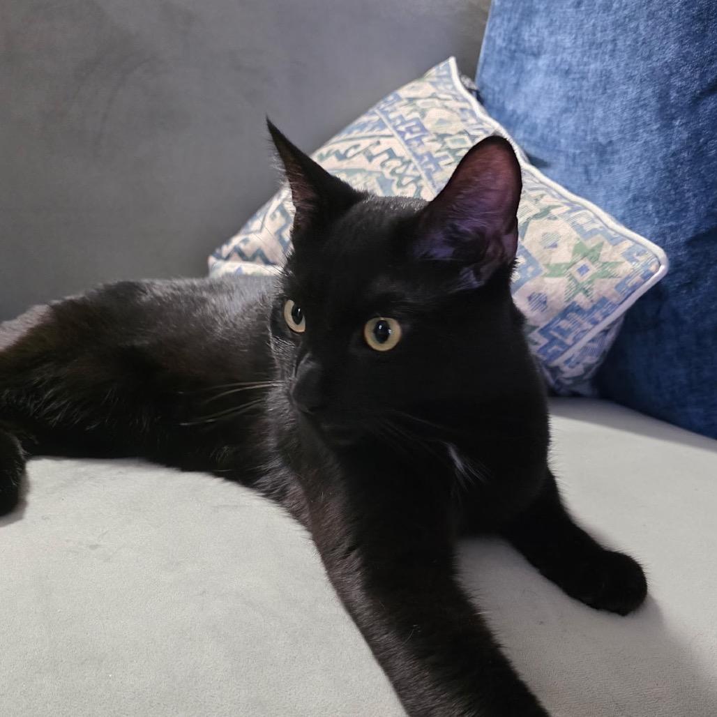 Herne-, a Adoptable Domestic Short Hair in Richmond, VA image 1/4