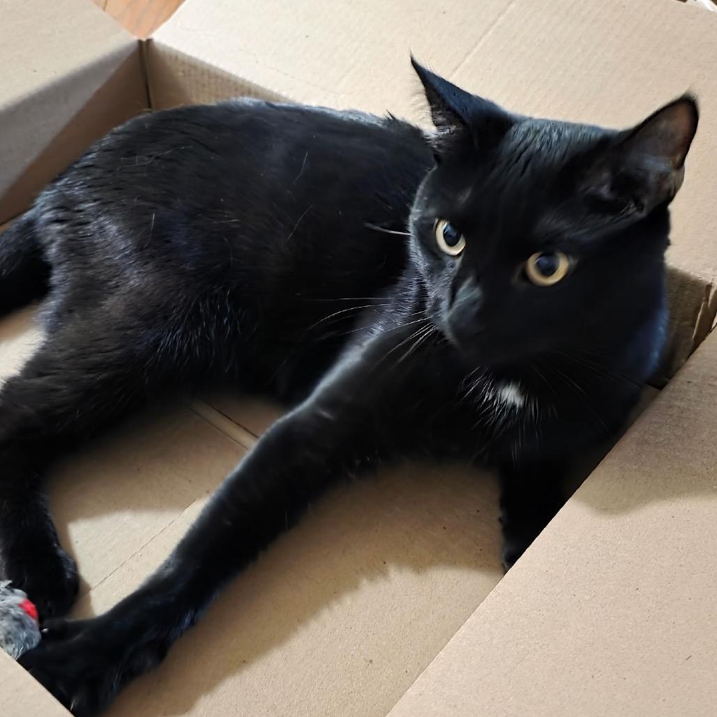 Herne-, a Adoptable Domestic Short Hair in Richmond, VA image 2/4