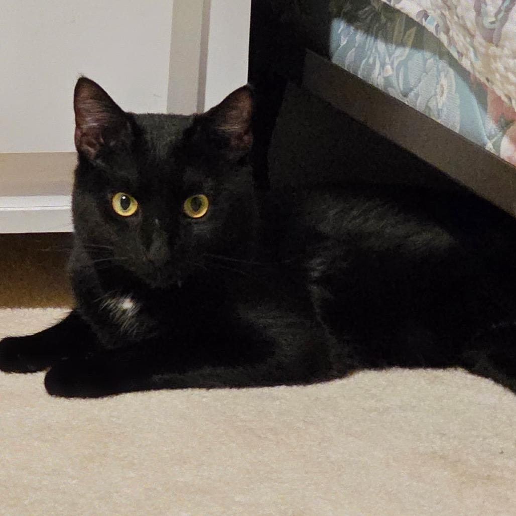 Herne-, a Adoptable Domestic Short Hair in Richmond, VA image 3/4