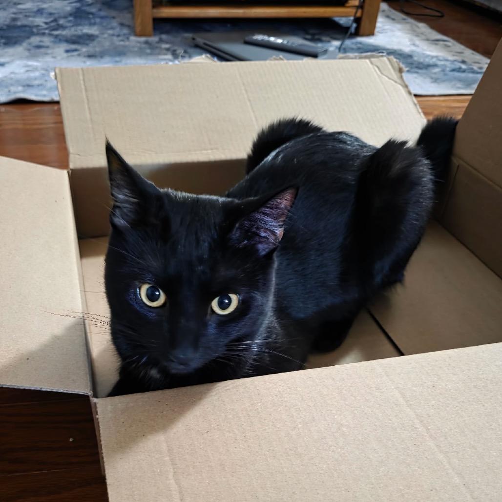 Herne-, a Adoptable Domestic Short Hair in Richmond, VA image 4/4