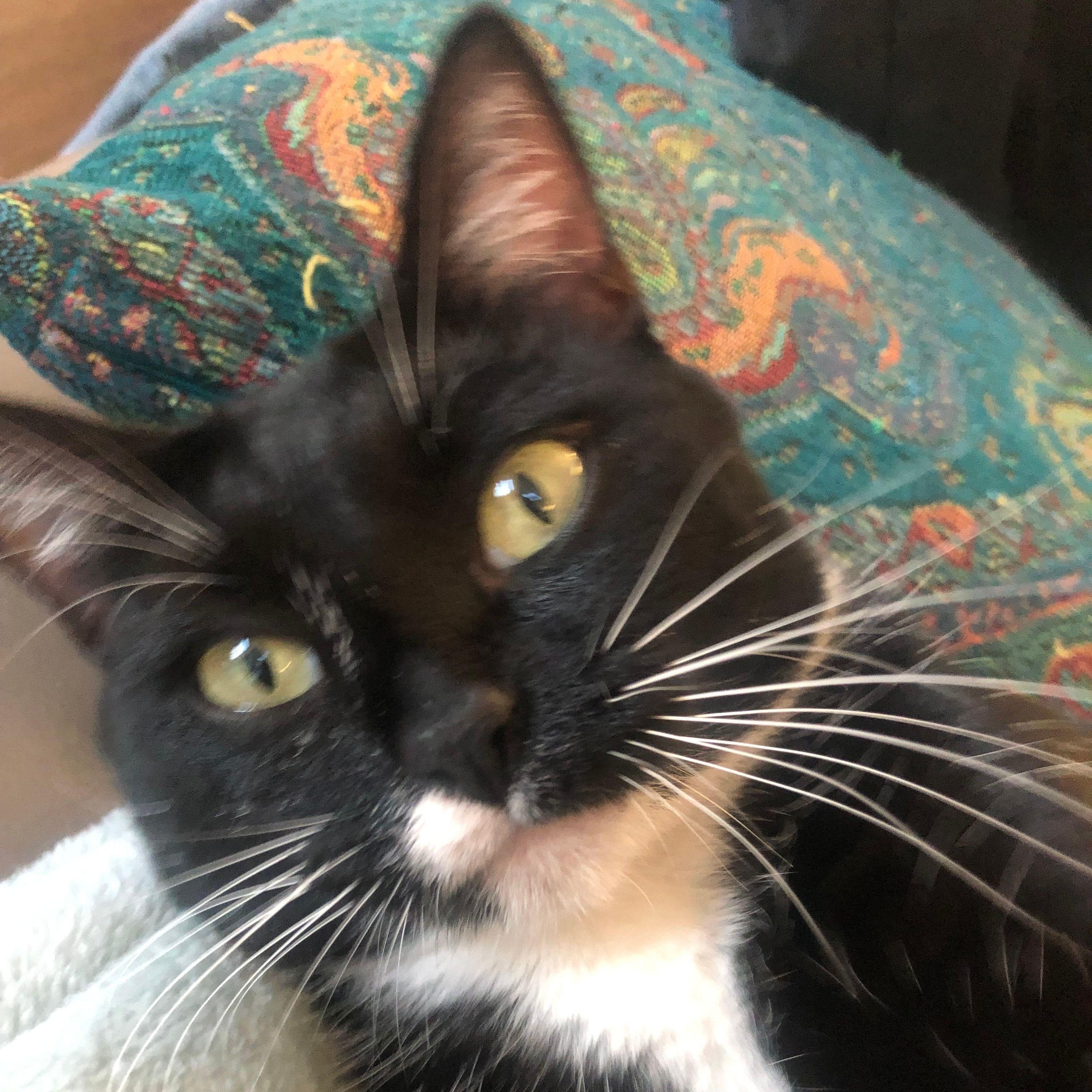 Cosmopolitan *COURTESY POST*, an adoptable Tuxedo, Domestic Short Hair in Sacramento, CA, 95834 | Photo Image 1