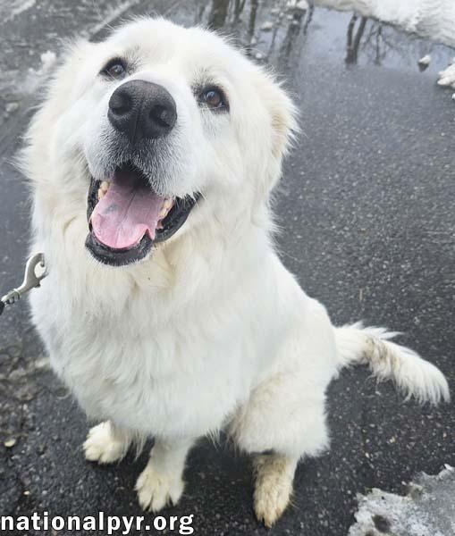 Gus in NJ - Devoted Guardian Angel!