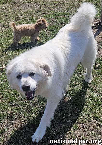 Enlarge Gus in NJ - Devoted Guardian Angel!, a ADOPTABLE Great Pyrenees in Hillsborough, NJ image 2/4