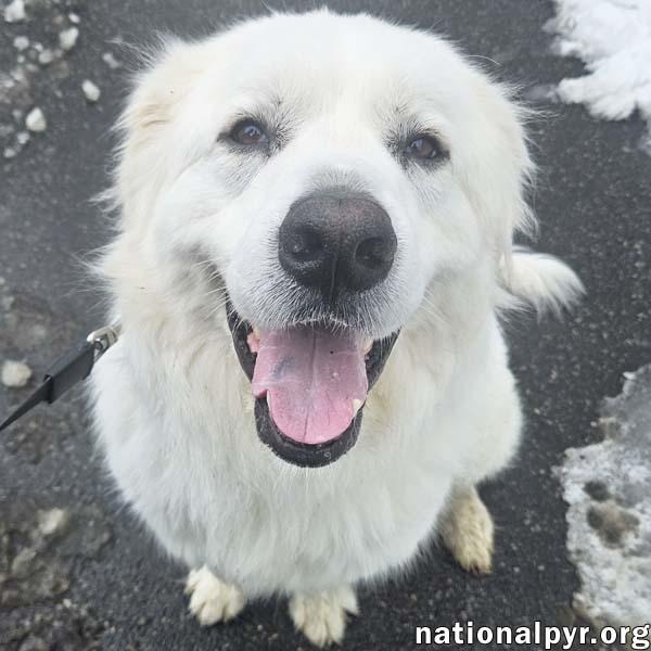 Gus in NJ - Devoted Guardian Angel!, ADOPTABLE, Adult Male Great Pyrenees.