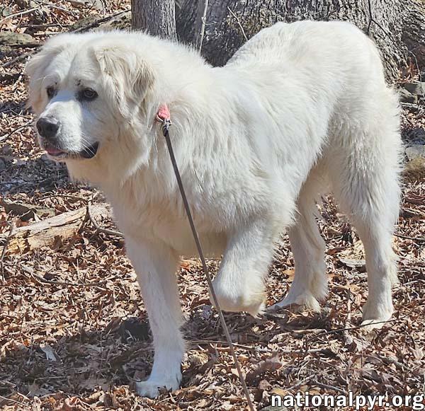 Enlarge Gus in NJ - Devoted Guardian Angel!, a ADOPTABLE Great Pyrenees in Hillsborough, NJ image 4/4