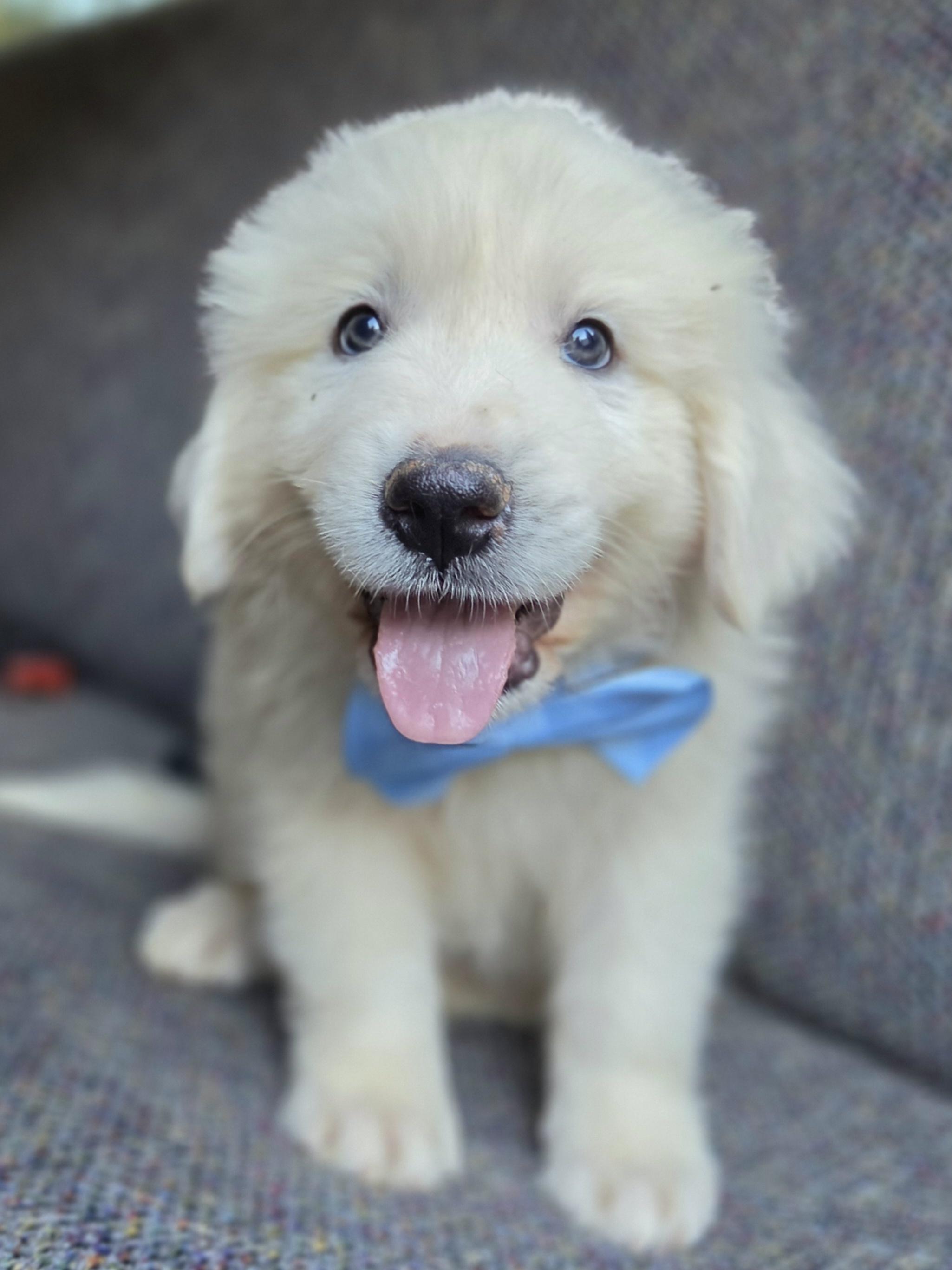 Enlarge Samson, a Adopted Great Pyrenees in Gilbert, SC image 2/6