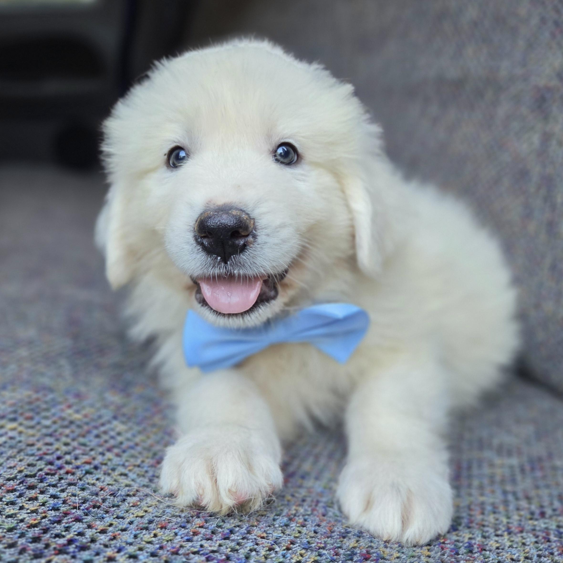 Enlarge Samson, a Adopted Great Pyrenees in Gilbert, SC image 5/6